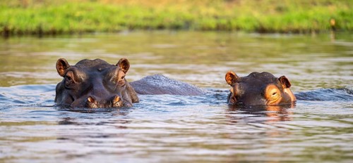 Hippopotamus (Hippopatamus amphibius) in the water, Chobe River, Ihaha, Chobe National Park,