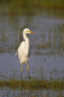 Great Egret (Ardea alba) foraging, Greece