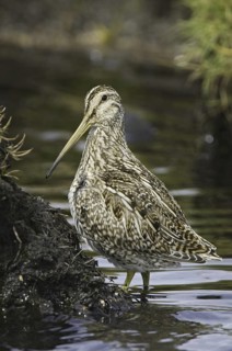 South American Snipe (Gallinago paraguaiae magellanica), Falkland Islands