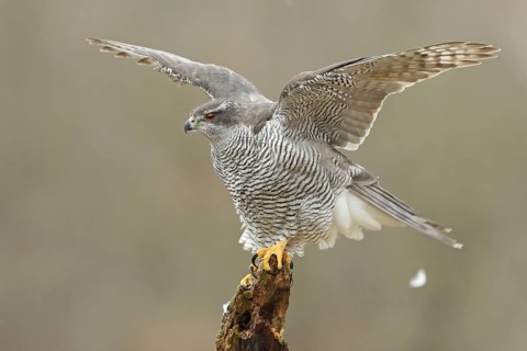 Northern Goshawk (Accipiter gentilis) female, Baden-Wuerttemberg, Germany
