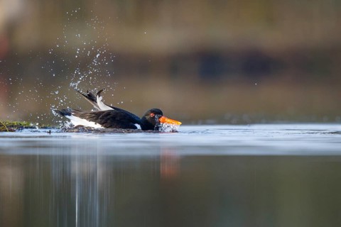 Eurasian Oystercatcher (Haematopus ostralegus) bathing, North Rhine-Westphalia, Germany