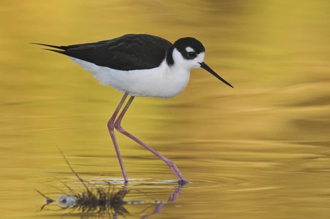 Black-necked Stilt (Himantopus mexicanus), Arizona, USA