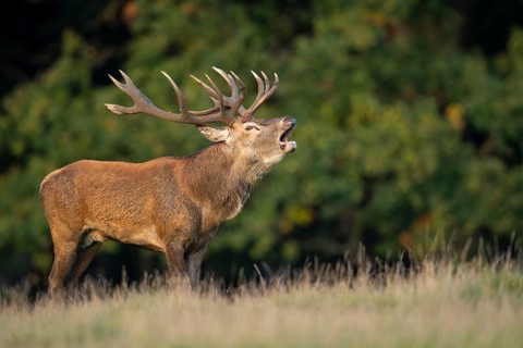 Red deer (Cervus elaphus) in rut, roaring, hunting, Klamptenborg, Copenhagen, Denmark