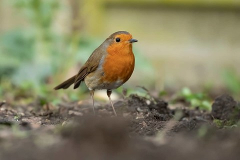 European robin (Erithacus rubecula) adult garden bird on a flower bed in spring, Suffolk, England,