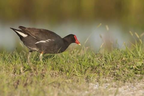 Common Gallinule (Gallinula galeata), Florida, USA