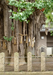 Ginkgo (Ginkgo biloba), 1000-year-old ginkgo, Cambridge Botanical Garden, Japan