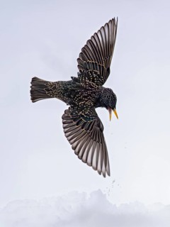 Starling (Sturnus vulgaris), close-up, male flying with outstretched wings over snow in winter,