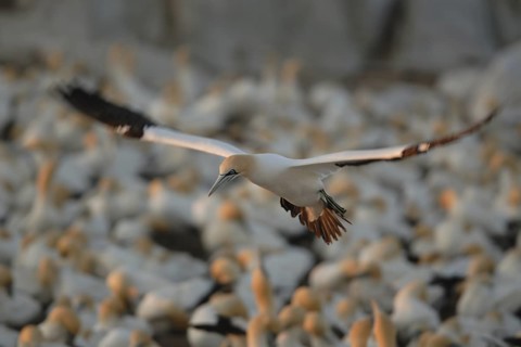 Cape Gannet (Morus capensis), Lamberts Bay, South Africa