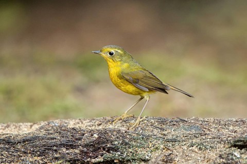 Golden Bush Robin (Tarsiger chrysaeus) female, Yunnan, China