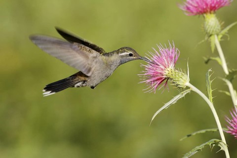 Blue-throated Hummingbird Lampornis clemenciae Chiricahua Mountains, Cochise County, Arizona,