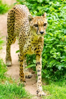 Cheetah (Acinonyx jubatus) walking around on the ground, Germany