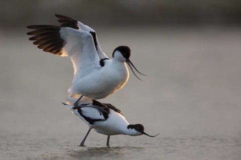 Pied Avocet (Recurvirostra avosetta) pair mating, Texel, Netherlands