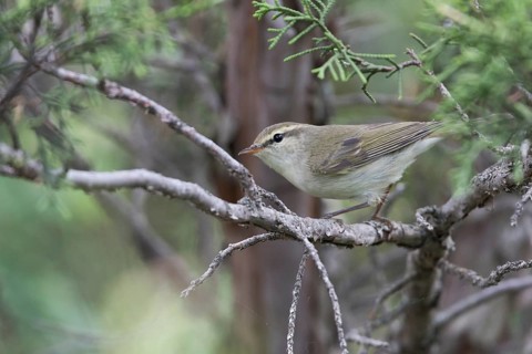 (Western) Greenish Warbler - Grünlaubsänger - Phylloscopus trochiloides ssp. viridianus, Kyrgyzstan