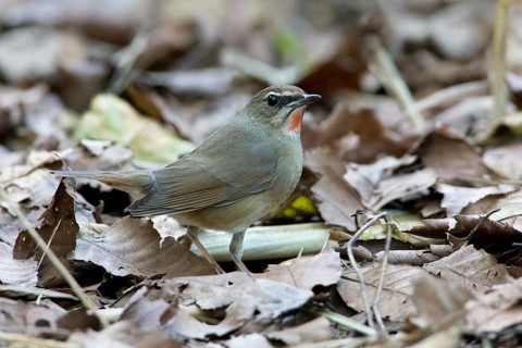 Siberian Rubythroat (Calliope calliope) male, Thailand
