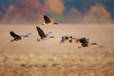 Greater White-fronted Goose (Anser albifrons) flying, Brandenburg, Germany