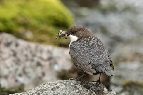White-throated Dipper (Cinclus cinclus cinclus) with insects in its beak, Dalarna, Sweden