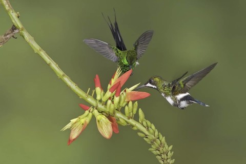 Black-bellied Thorntail (Discosura langsdorffi), Ecuador