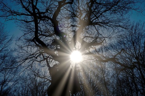 Old oak tree, Primeval forest Urwald Sababurg, Hofgeismar, Weser Uplands, Weserbergland, Hesse,