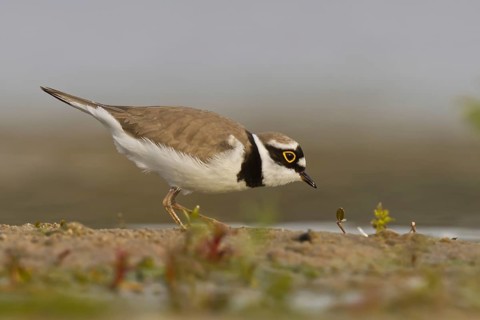Little Ringed Plover (Charadrius dubius) male foraging, North Rhine-Westphalia, Germany