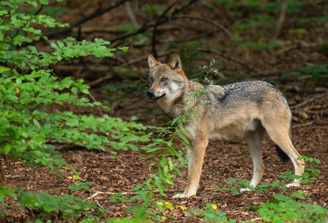 Wolf (Canis lupus) standing in the forest and looking attentively, captive, Bavarian Forest