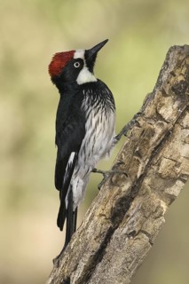 Acorn Woodpecker (Melanerpes formicivorus), Arizona, USA