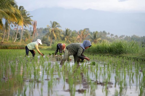 Farmers in Indonesia labor in vibrant, green rice fields, surrounded by tropical landscapes. The