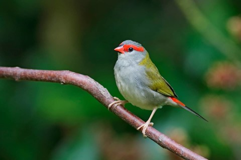 Red-browed Finch (Neochmia temporalis) perched on a branch, Queensland, Australia