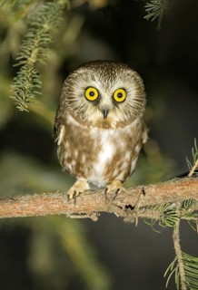 Northern Saw-whet Owl (Aegolius acadicus) perched on a branch, Alaska, USA