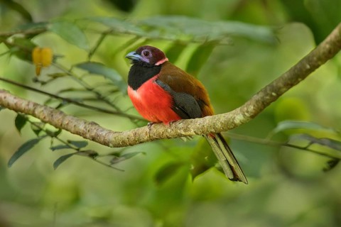 Diard's Trogon (Harpactes diardii) male, Sabah, Malaysia