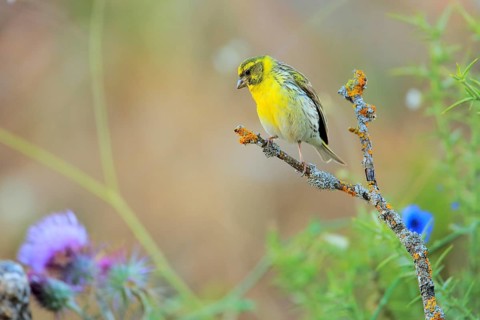European Serin (Serinus serinus) male, Andalusia, Spain