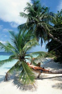 Young woman in white bikini lying relaxed on slanted trunk of coconut palm (Cocos nucifera) on