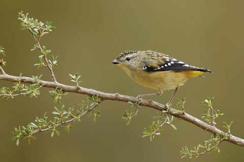 Spotted Pardalote (Pardalotus punctatus), Victoria, Australia