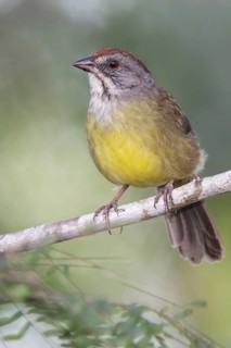 Zapata Sparrow (Torreornis inexpectata) perched on a branch in Cuba