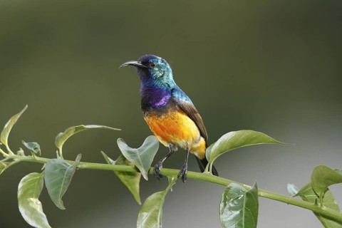 Variable Sunbird, Cinnyris venustus