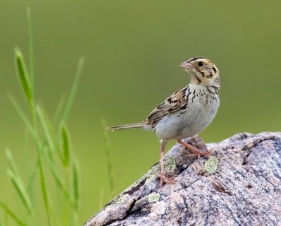 Baird's Sparrow, Ammodramus bairdii, perched in field at Grasslands National Park, Saskatchewan,