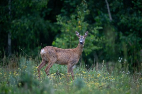 Roe deer (Capreolus capreolus), doe at attention in a forest clearing, Tyrol, Austria