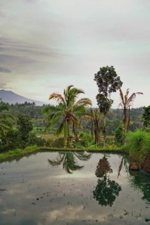 A tranquil Indonesian rice field with lush palm trees reflecting in the still water, capturing the
