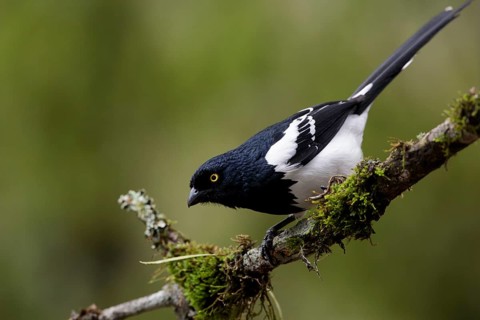 Magpie Tanager (Cissopis leverianus) perched on a branch, Atlantic rainforest, Brazil