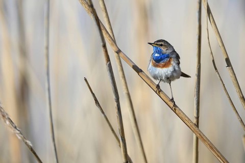 White-stared bluethroat, male sitting on reeds, birds, songbirds, (Luscinia svecia cyanecula),