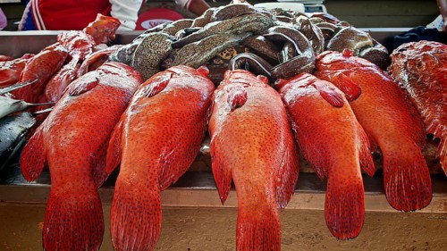 Large red fish, parrotfish (Scarinae) and moray eels (muraena helena) neatly presented on a market