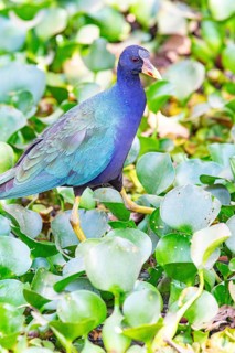 American purple gallinule (Porphyrio martinicus) Pantanal Brazil