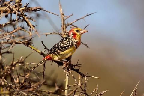 Red-and-yellow Barbet (Trachyphonus erythrocephalus) perched on a branch, Oromia, Ethiopia