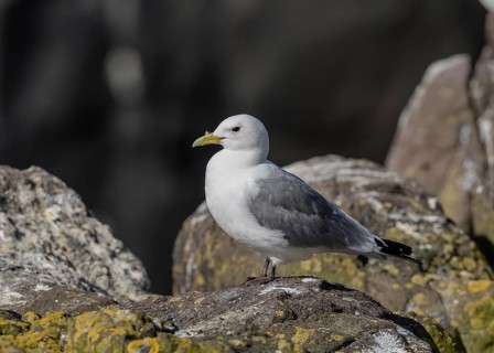 Black-legged Kittiwake (Rissa tridactyla) on a cliff, Scotland, United Kingdom