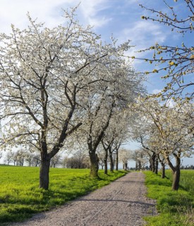 Old cherry tree avenue (Prunus) in bloom, Klipphausen, Saxony, Germany
