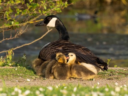 Canada goose (Branta canadensis), adult female bird, resting and brooding her goslings under her