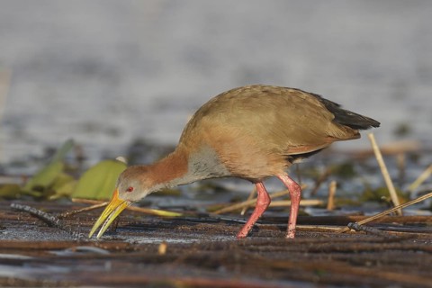 Giant Wood Rail (Aramides ypecaha) foraging, Corrientes, Argentina