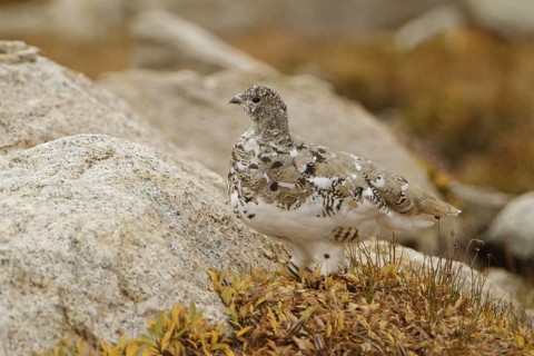 White-tailed Ptarmigan (Lagopus leucura), California, USA