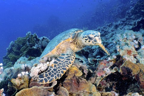 Hawksbill sea turtle (Pterois miles)