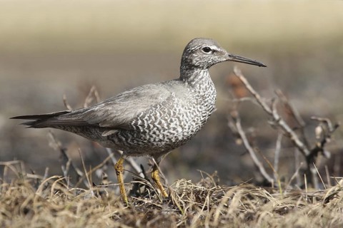 Wandering Tattler (Tringa incana), Alaska, USA