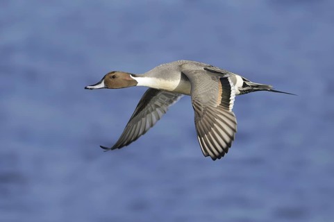 Northern Pintail (Anas acuta) male flying, British Columbia, Canada